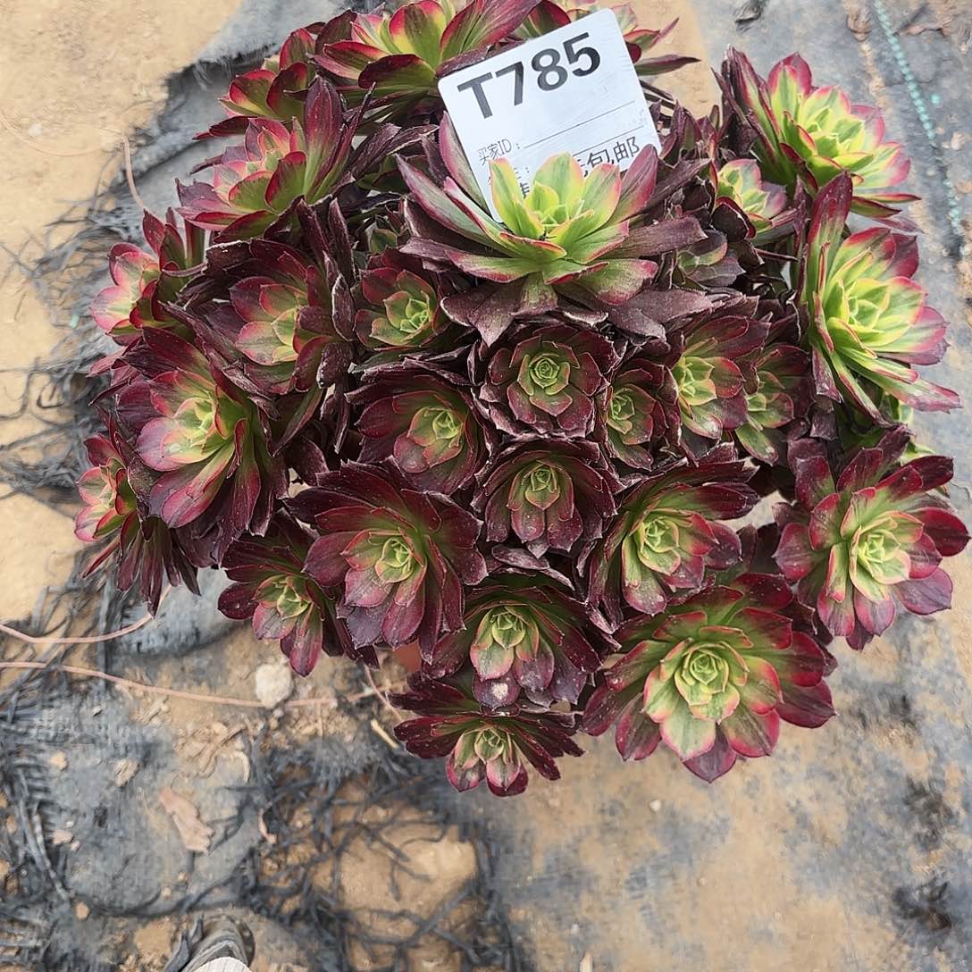 785安娜多肉植物