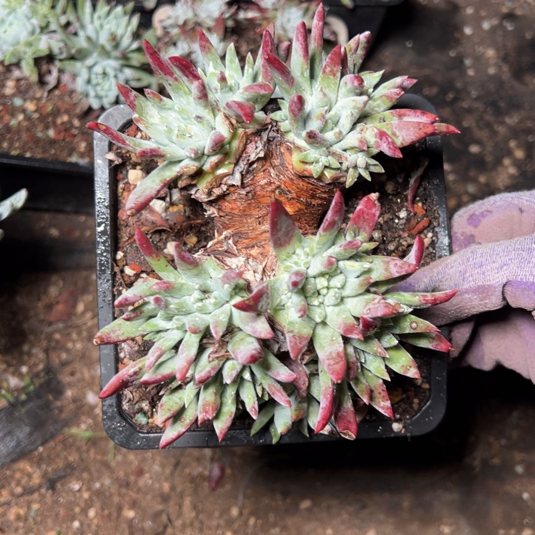 2374白姆哈哈哈哈哈哈哈