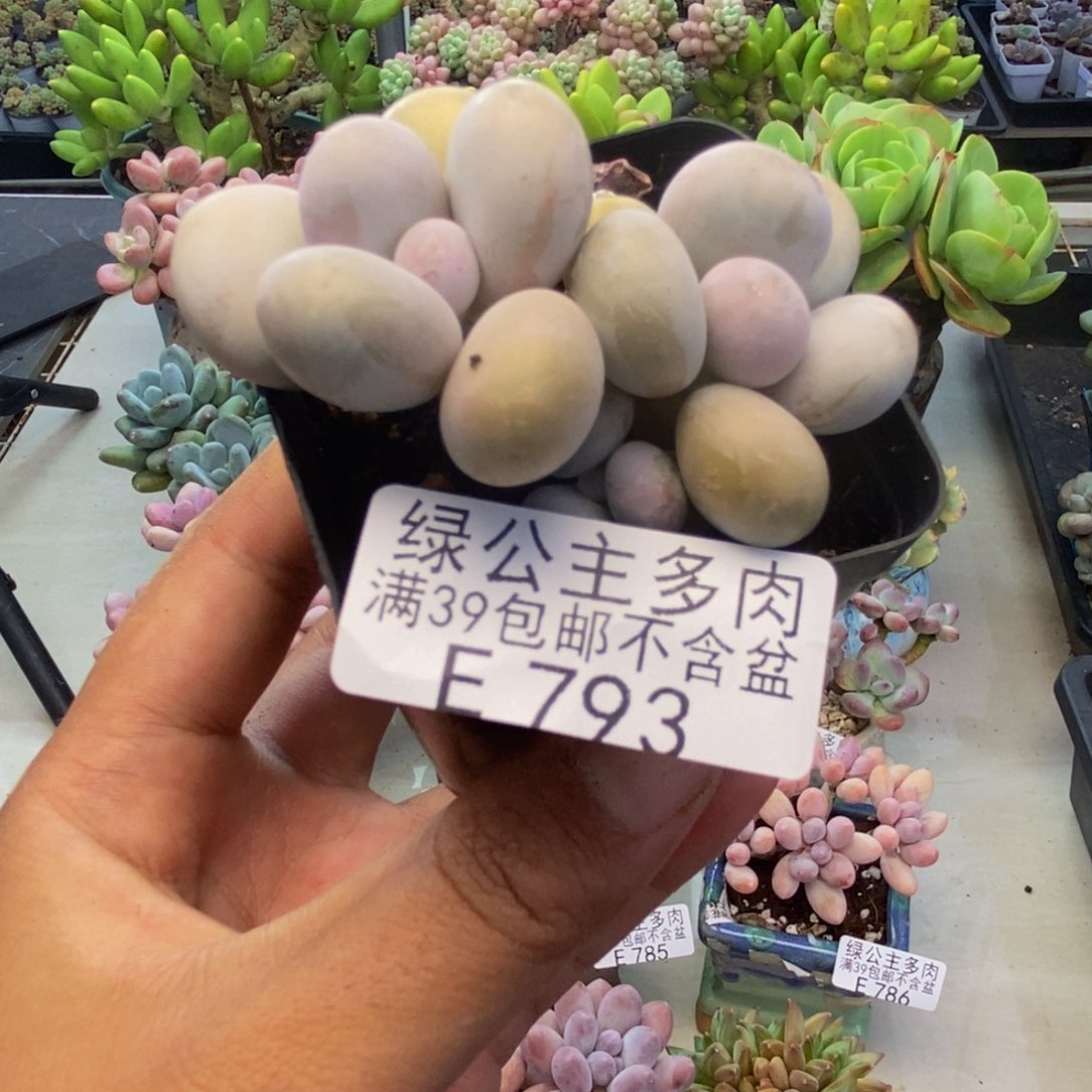 793橙奶多肉肉4c m