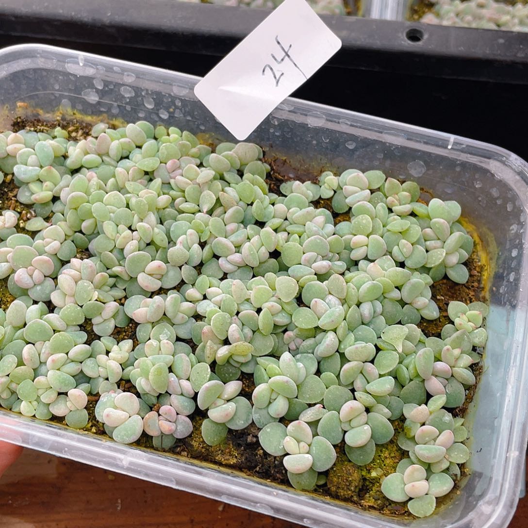 用***8多肉植物多肉植物24