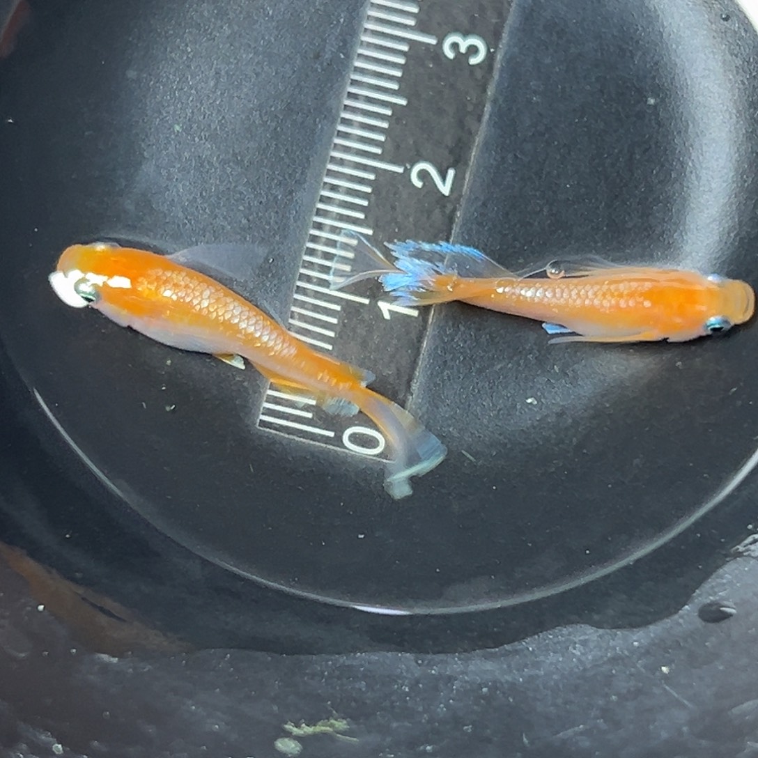 海水长鳍一对70号