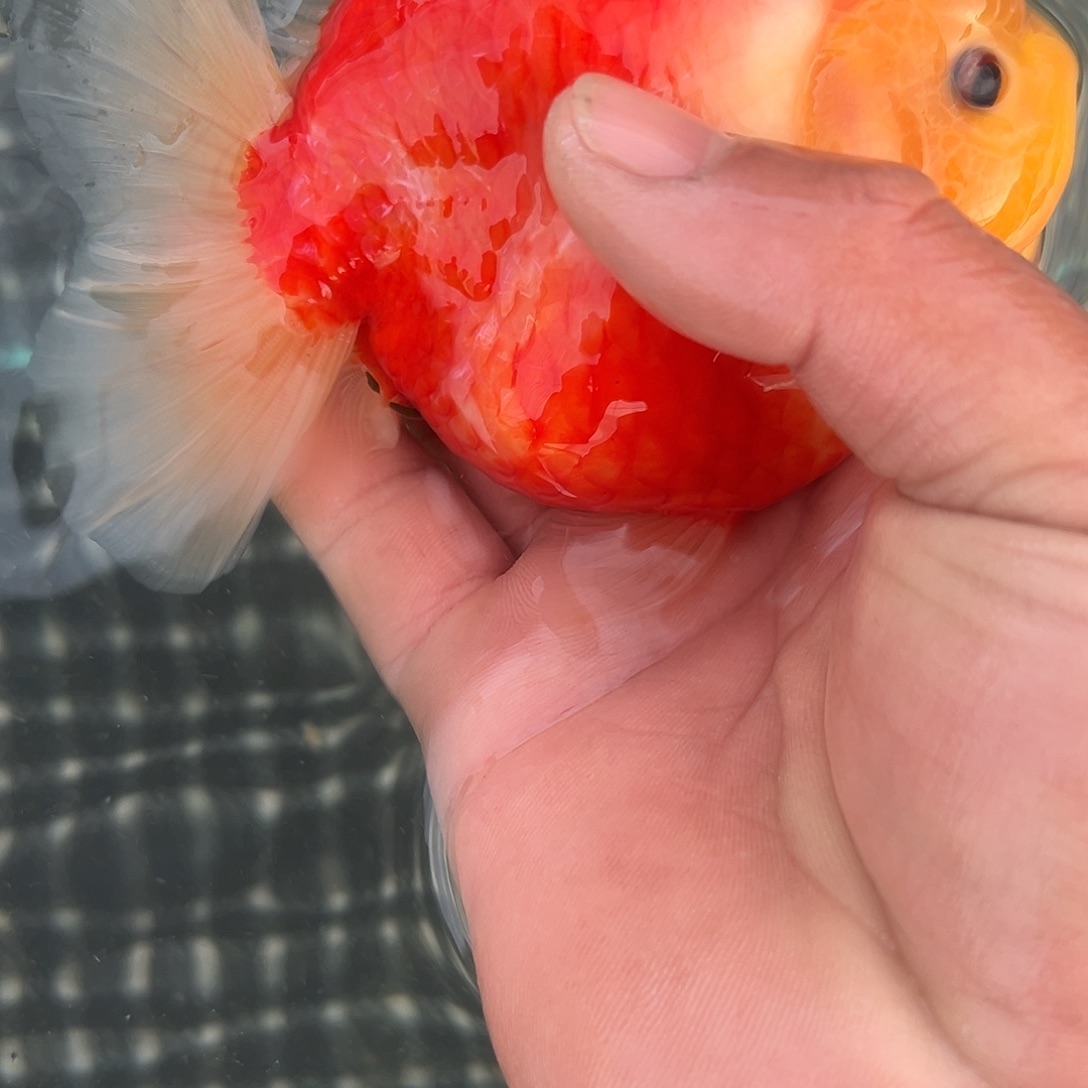 金鱼短尾将军泰狮短尾