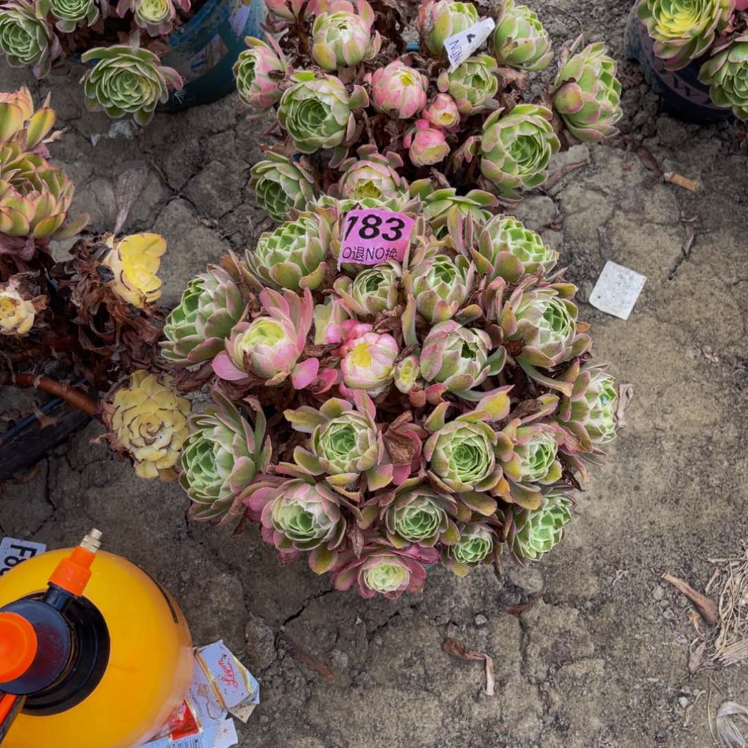 海王法师朵朵6-55