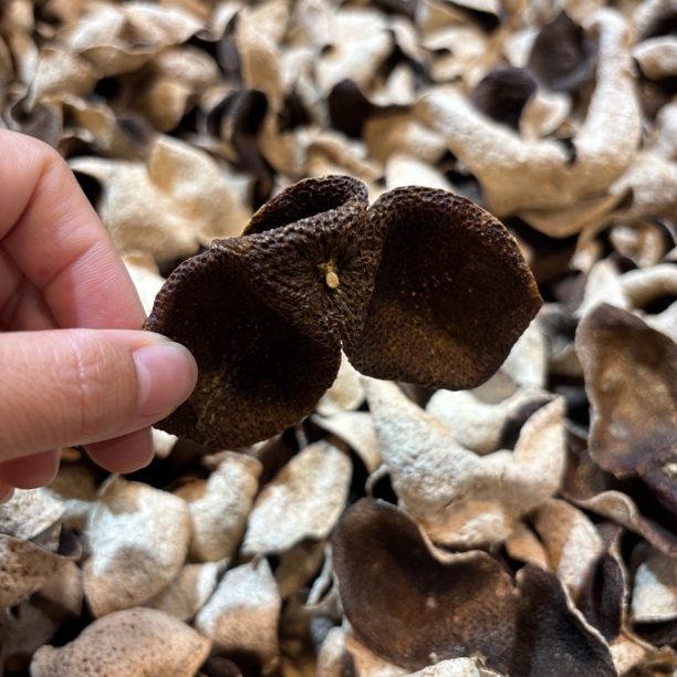 2019东甲青皮 正宗新会陈皮