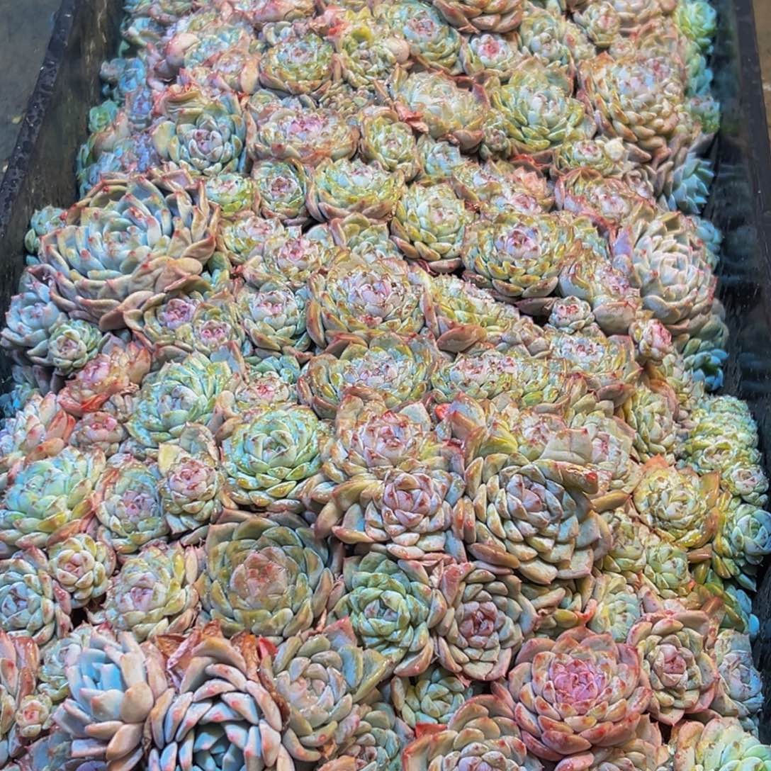 小***y988多肉葡萄的味道是真的很