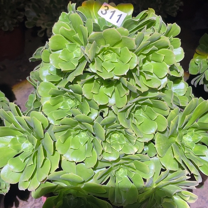 平***宝多肉植物断枝不包311绿杨蓉
