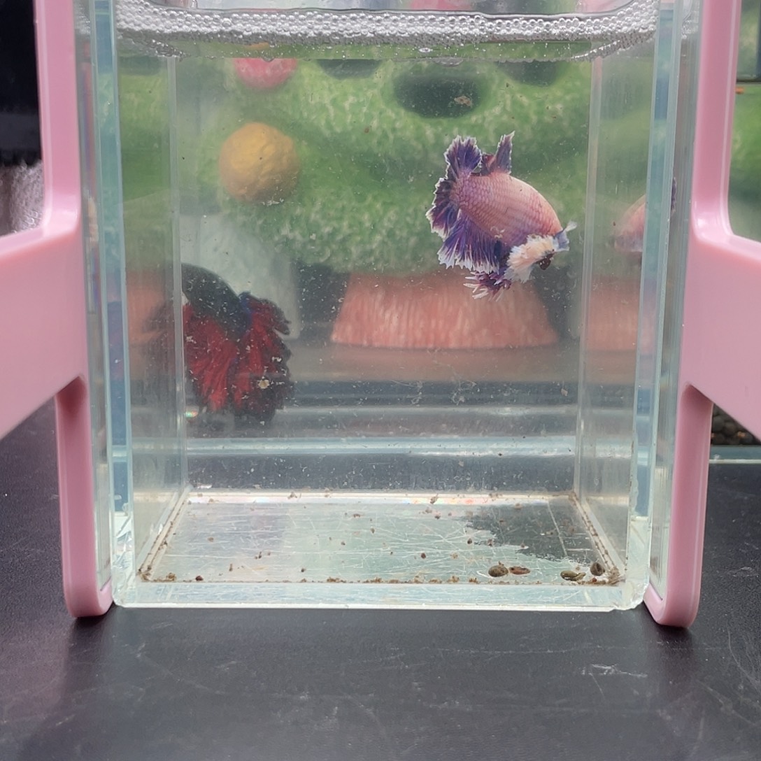 斗鱼19号1230早球球耳绣球