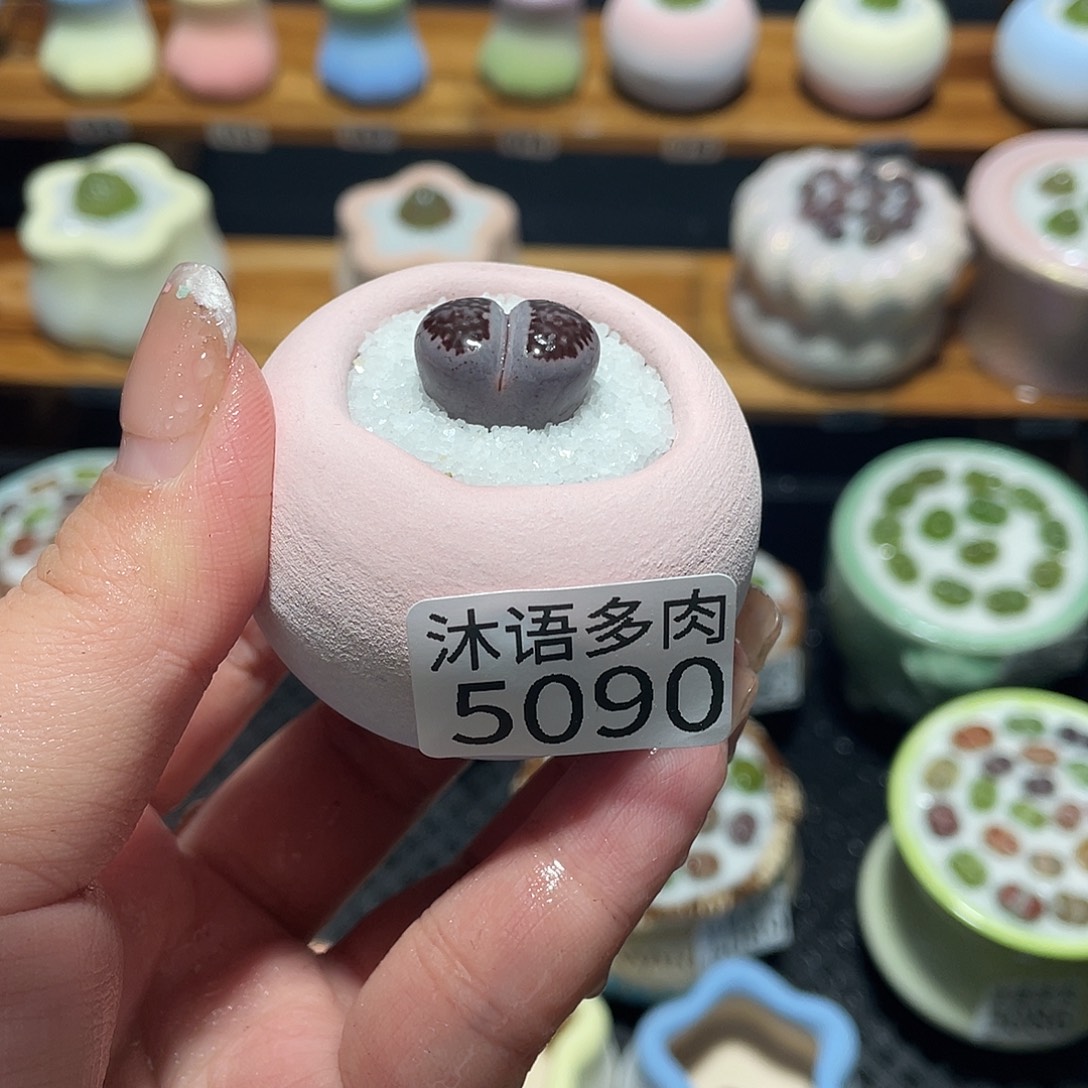 阿***啊带盆土植物 一物一拍5090