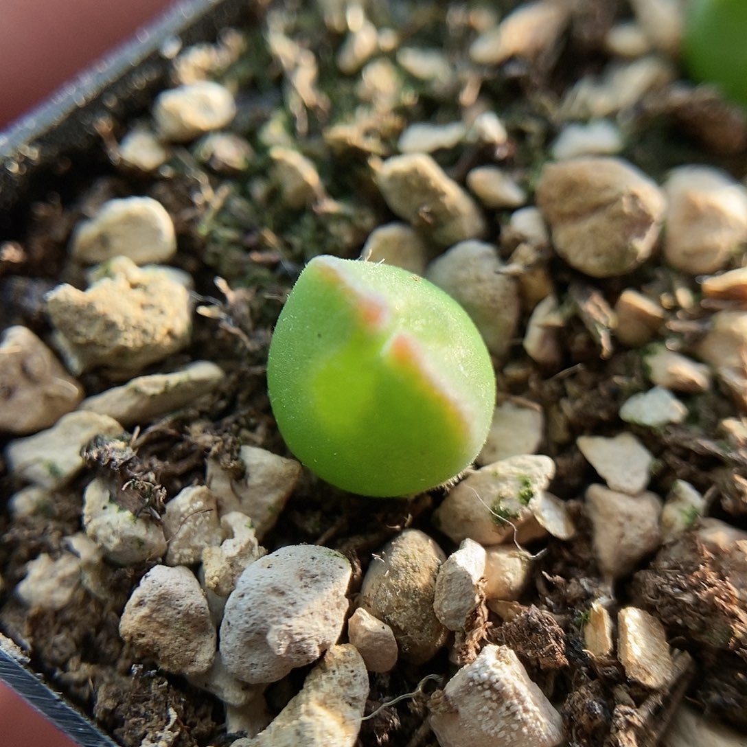 793大眼睛一颗两年株包邮