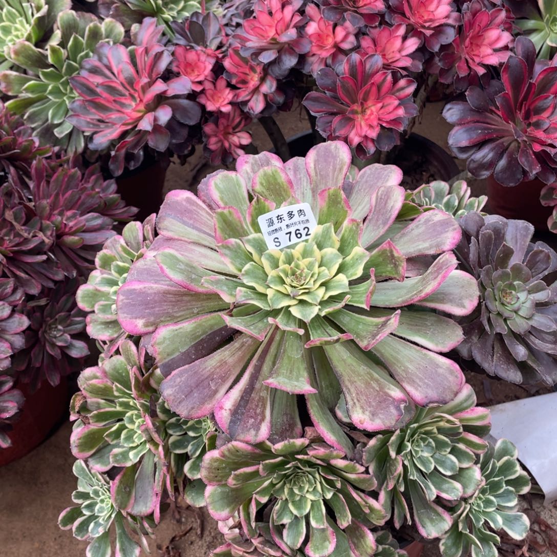 762紫烟多肉法师断枝不包