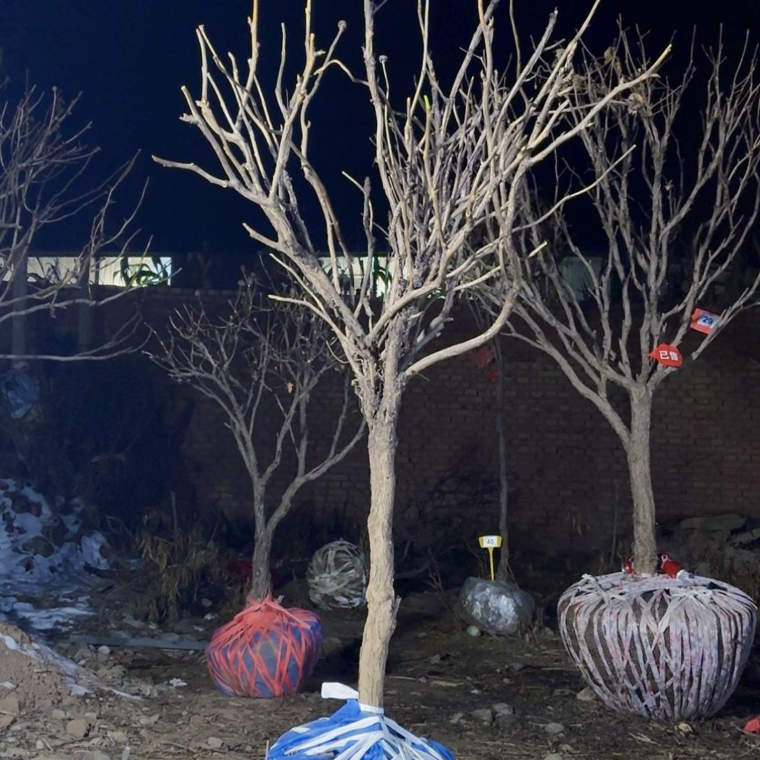 完全开放安*牡丹