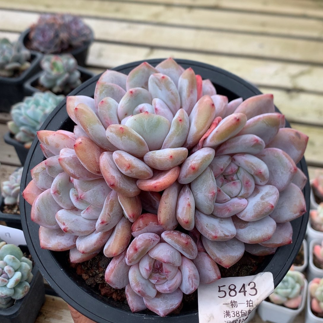 14.8厘米四头溏心星影 5843