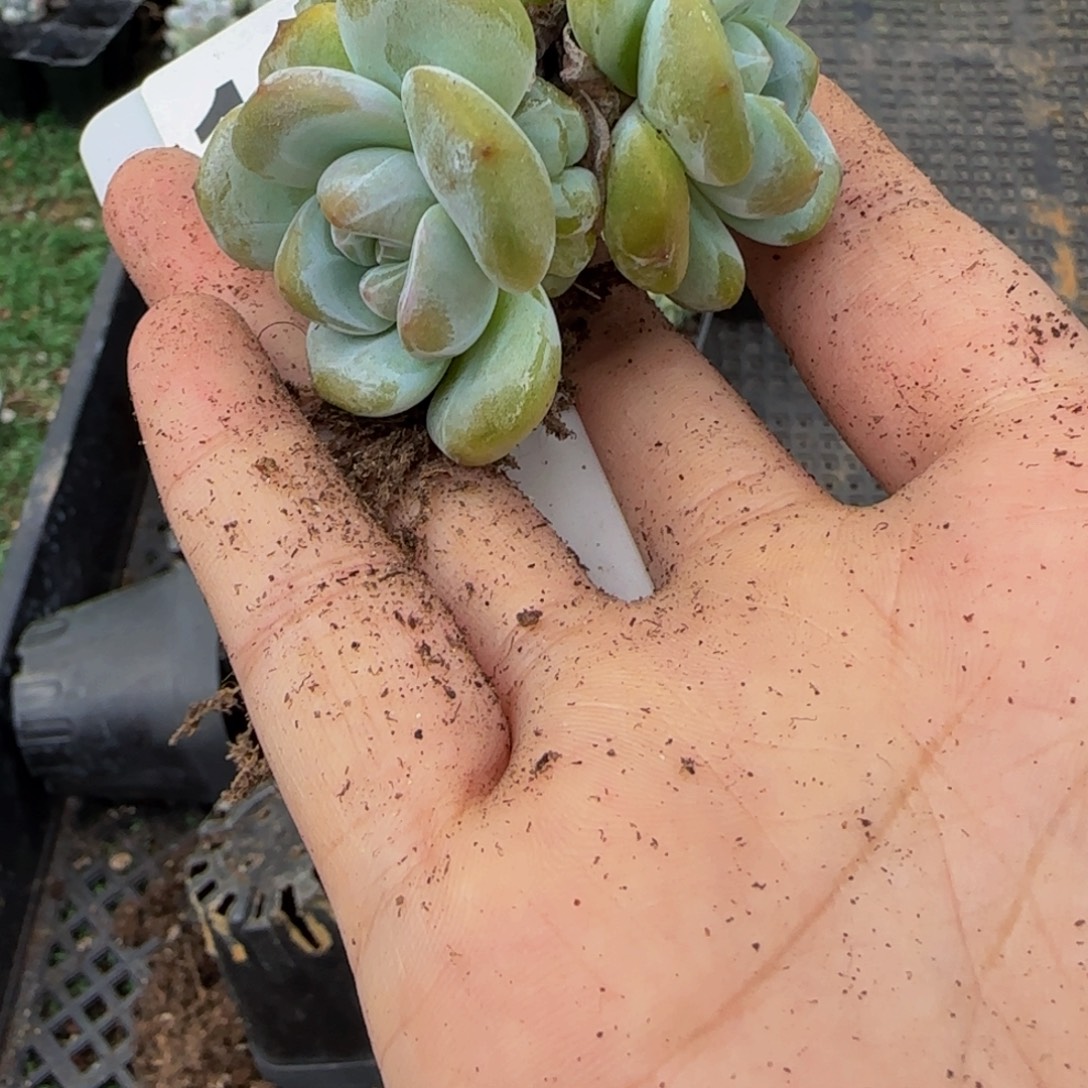 7***3170号一物一拍特价福利