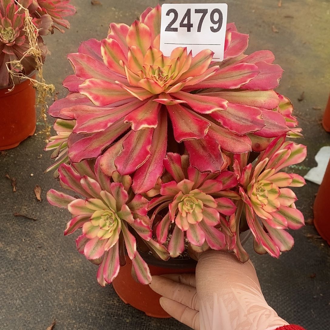 红陶2479月婵4多肉