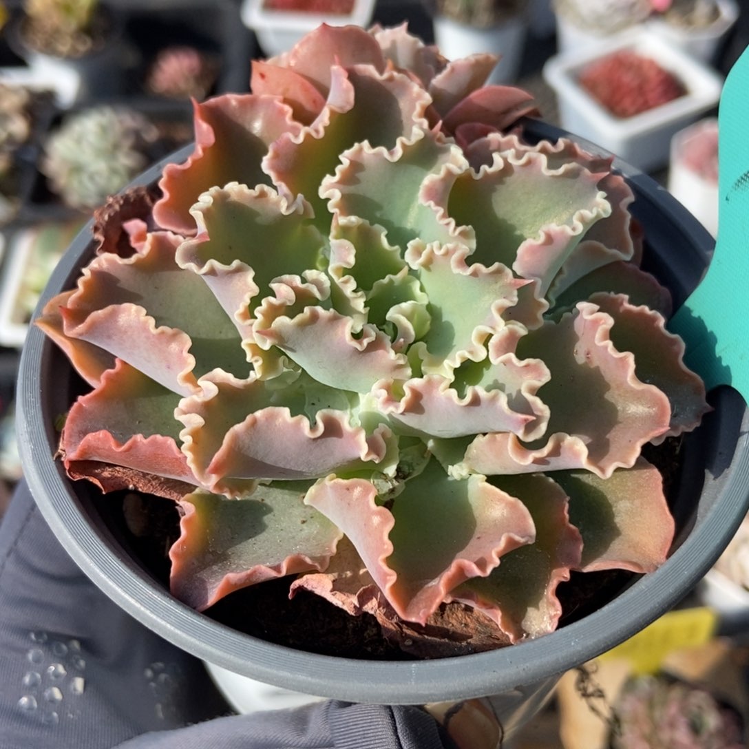 7230包菜多肉植物保护