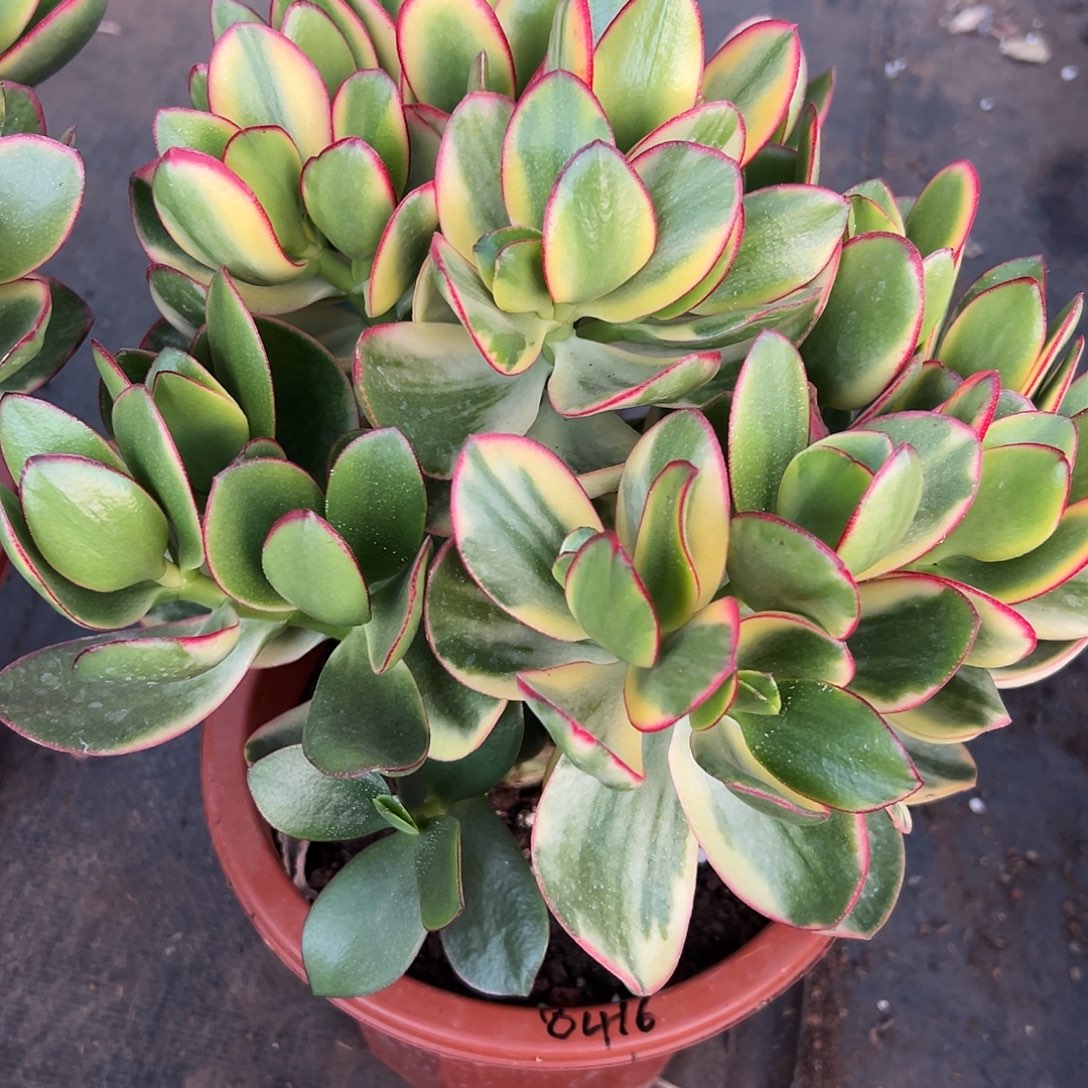 ****：稀有新花月锦带盆发货8416