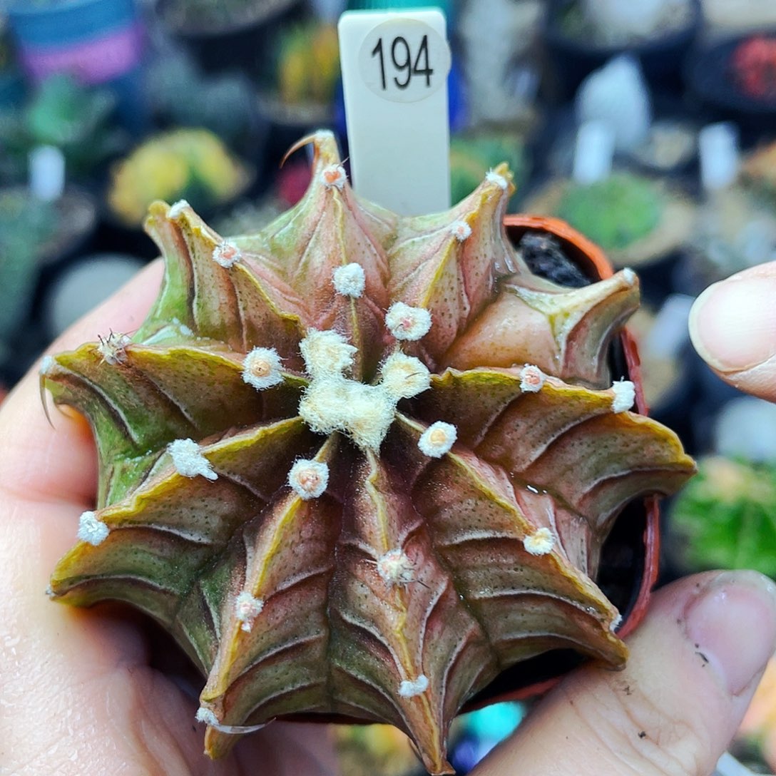 非偏远地区满25包邮仙人球