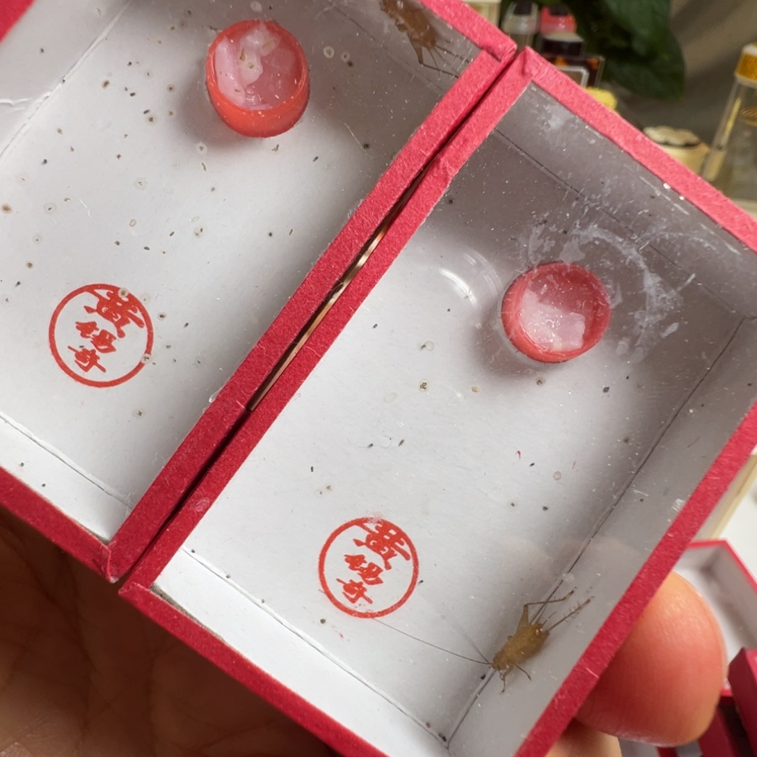 蟋蟀两只黄老师中黄短须