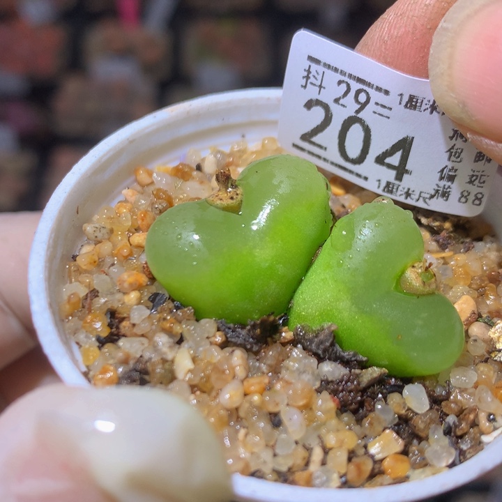 精品生生花29.204