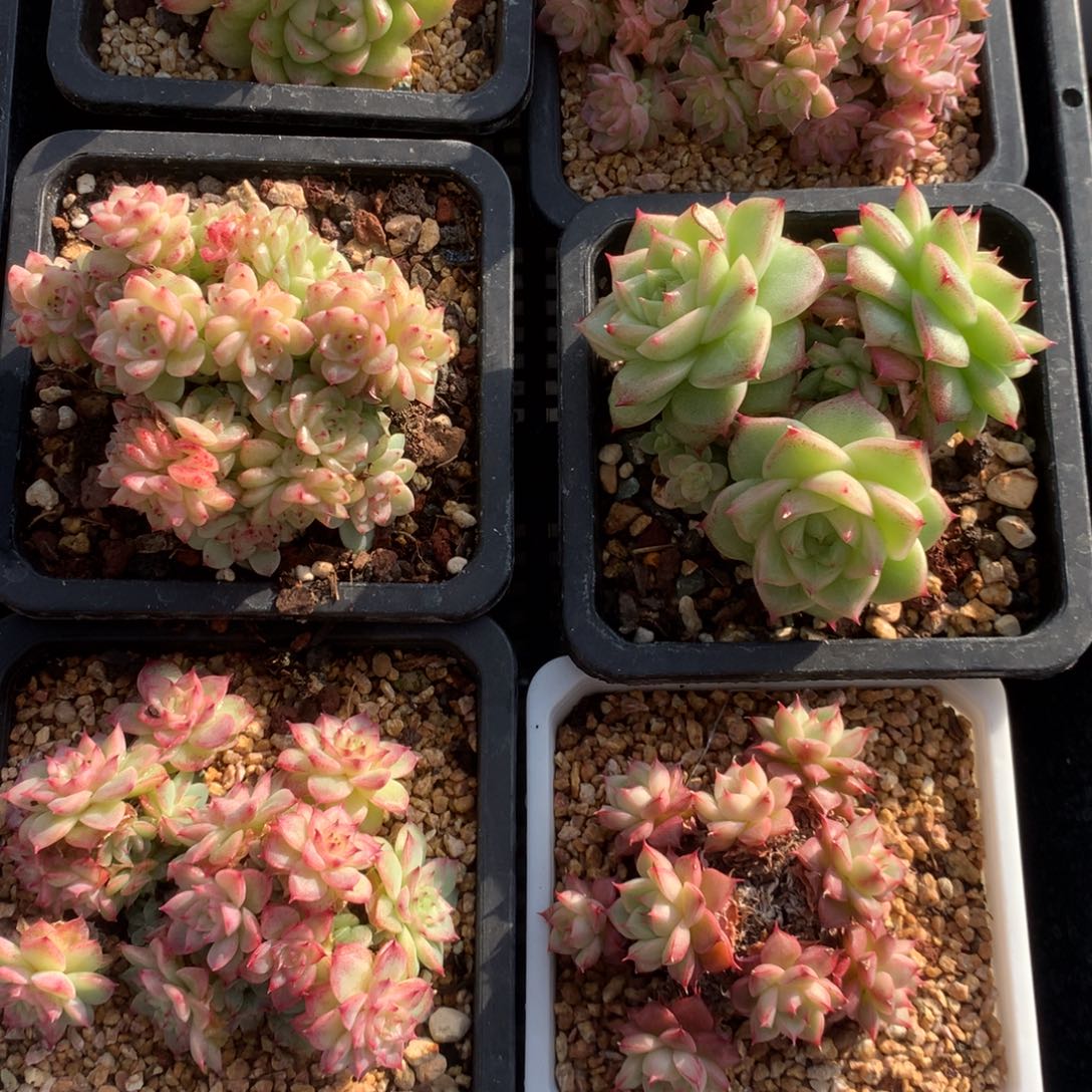 - 物 一框拍 1129-M03 群生不包整6k