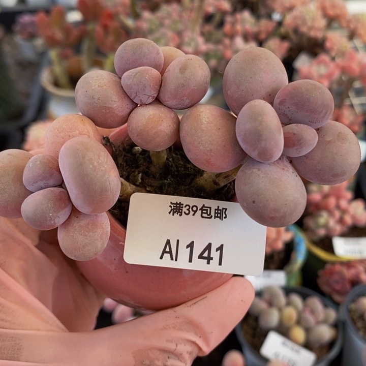 芭比奶洛老桩7cm141多肉植物