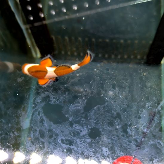 海水鱼公子6+-4-38-59