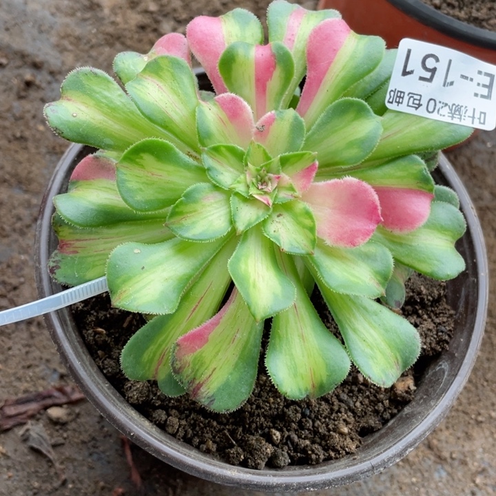 151知否嫁接多肉123446789