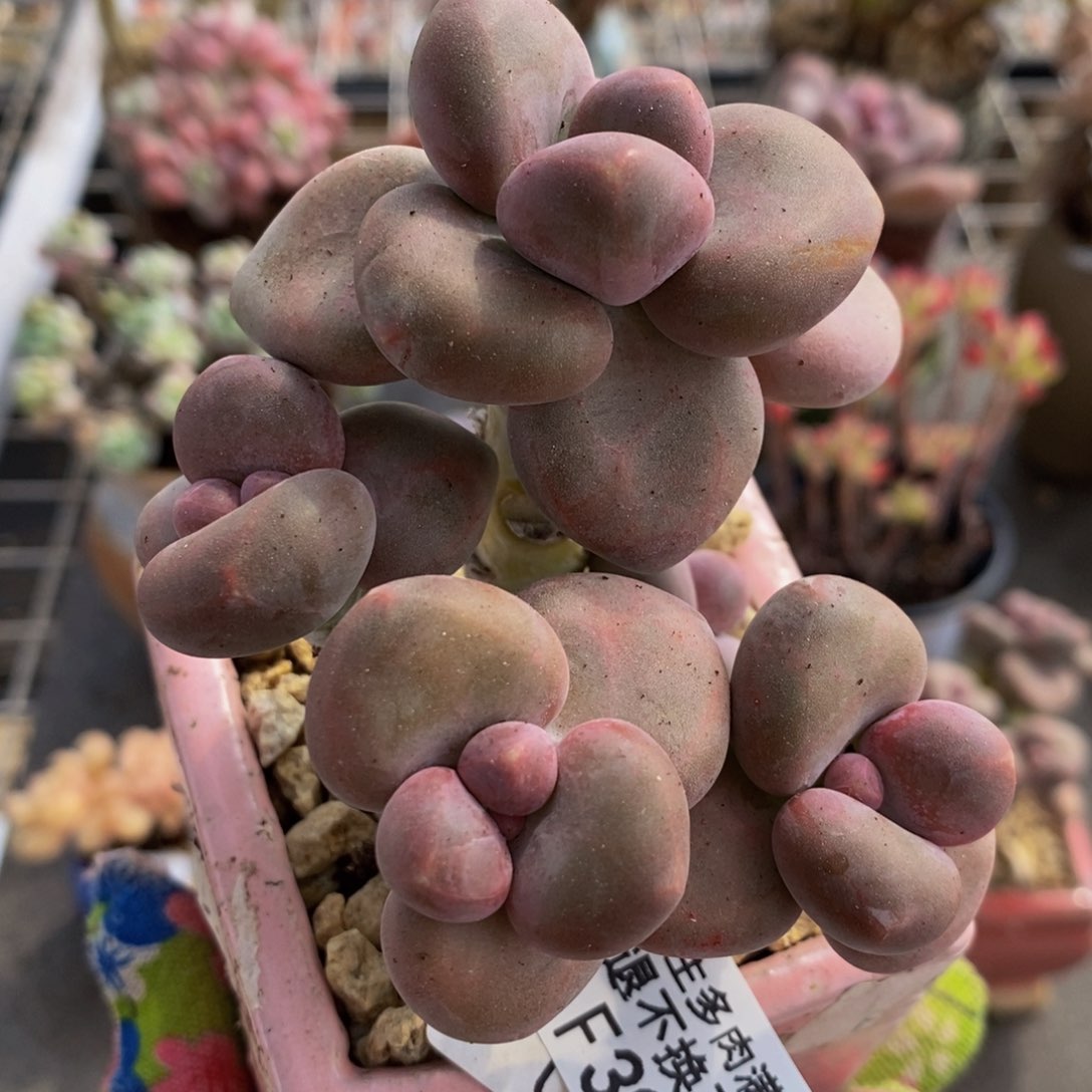 芒果奶酪金蟾Kk奶398/8c m