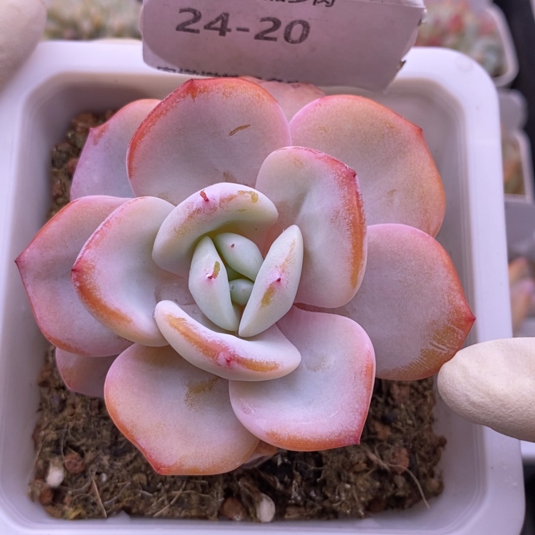 【闪购商品】24-20