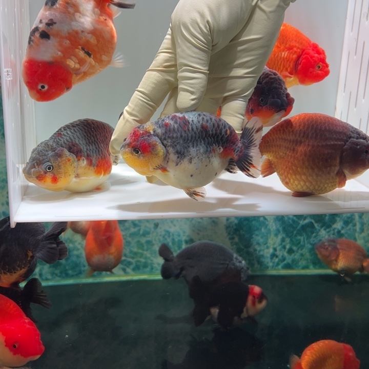 海水鱼麒麟兰寿aaaaa