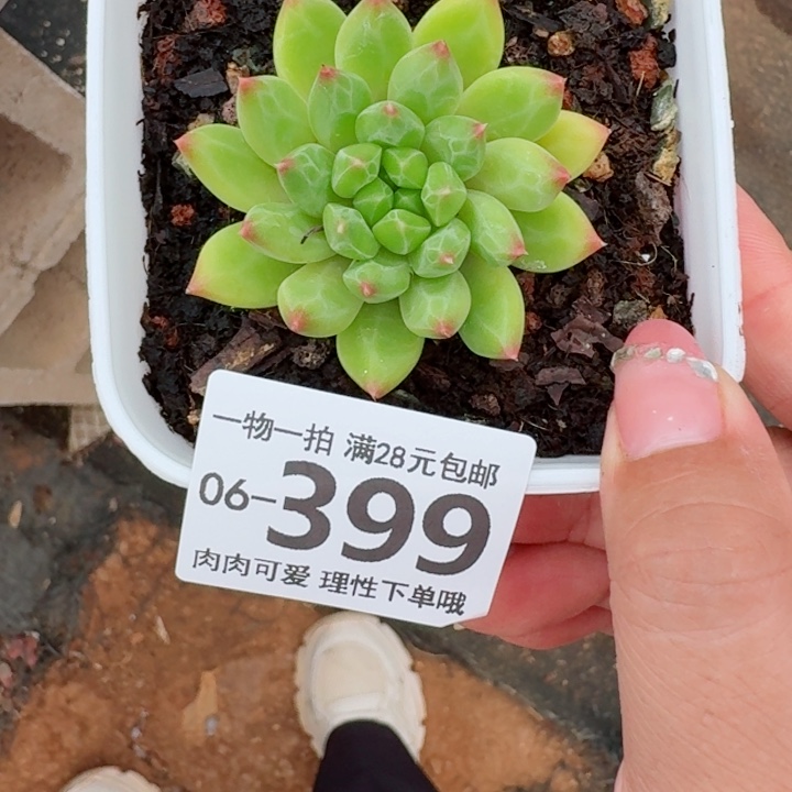 甲骨文多肉植物多肉植物