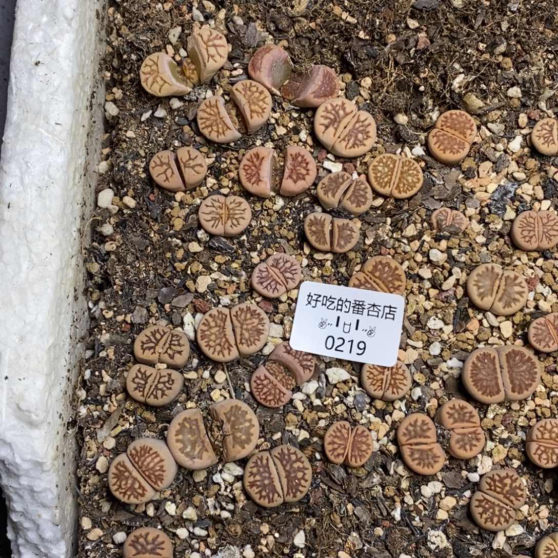 0219。10颗随机。零下拍保温。