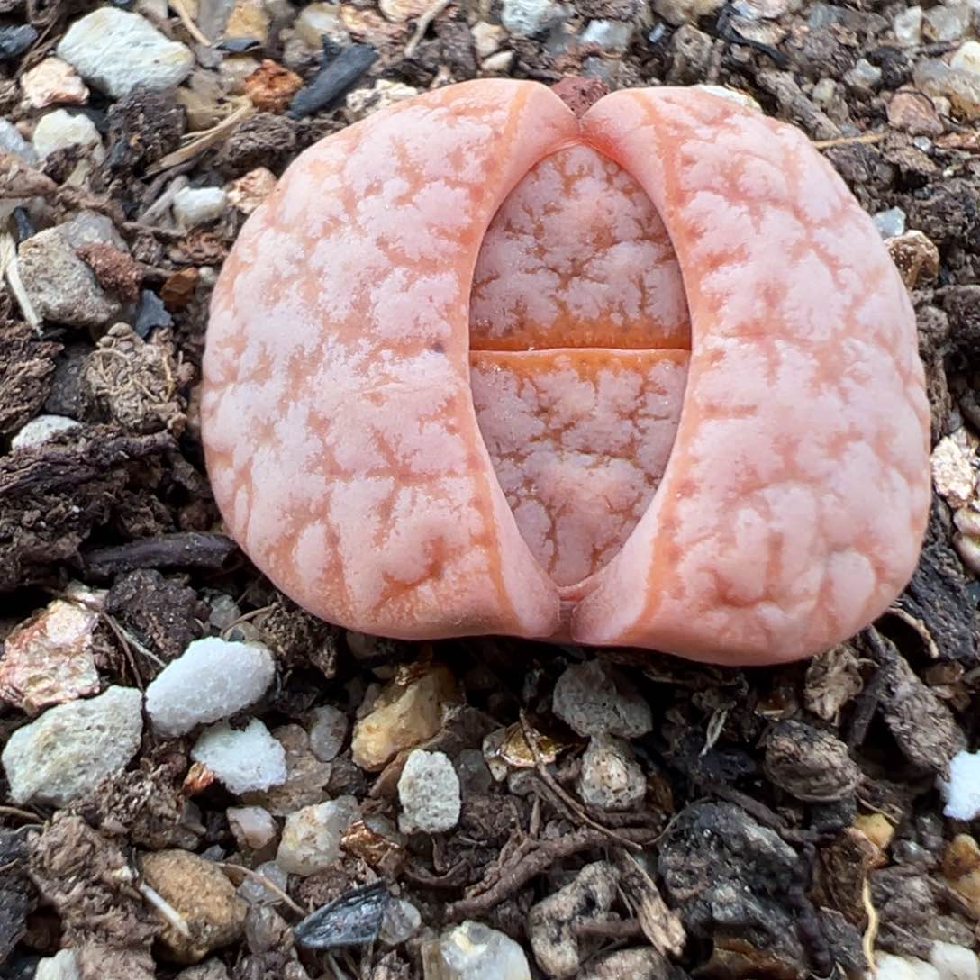 1.12好看的多肉652