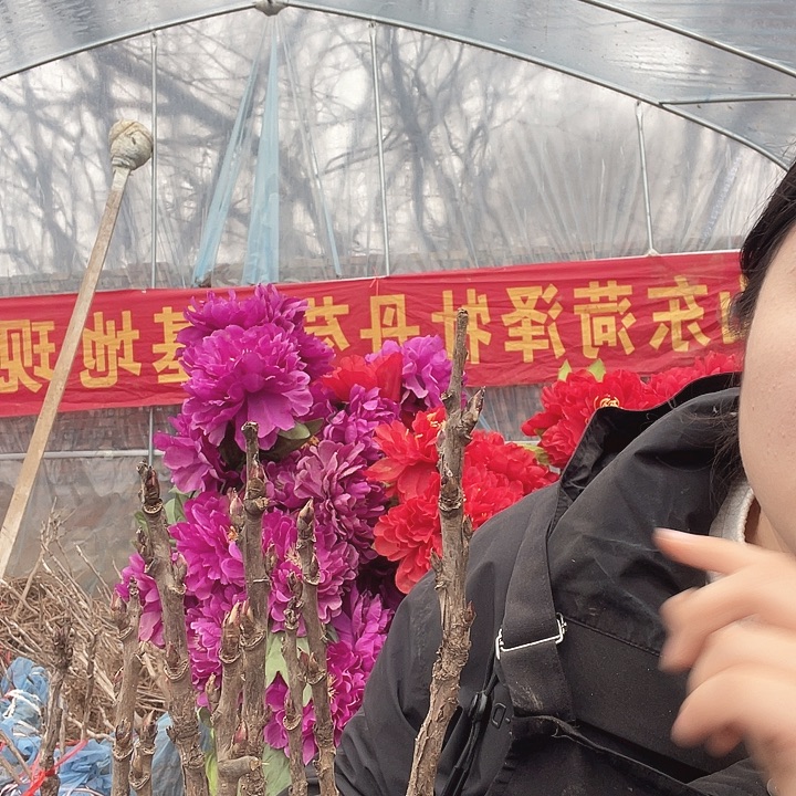 完全开放牡丹花中国红