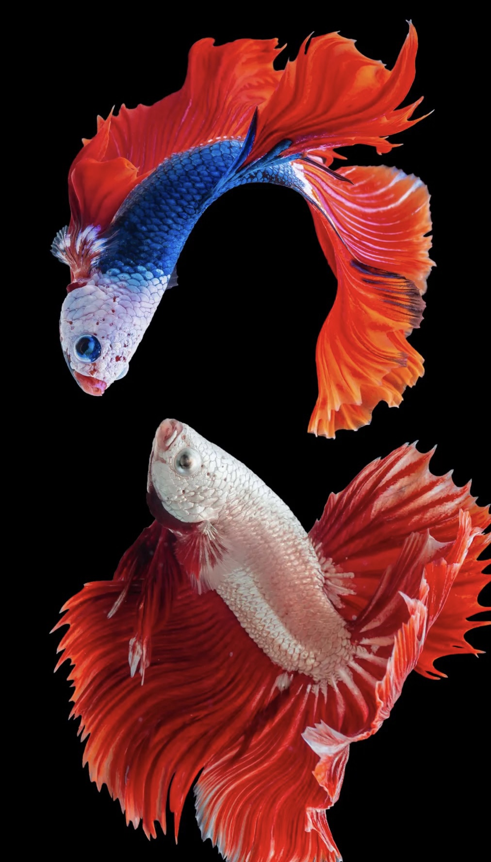 A8（169-192）泰国斗鱼小型热带观赏鱼耐活好养（直播间选鱼）