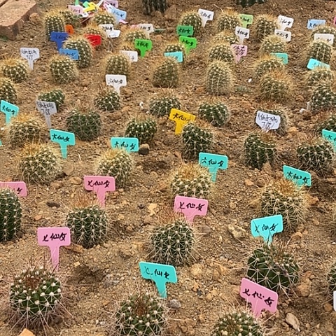 品***生仙人掌大仙女一个有根