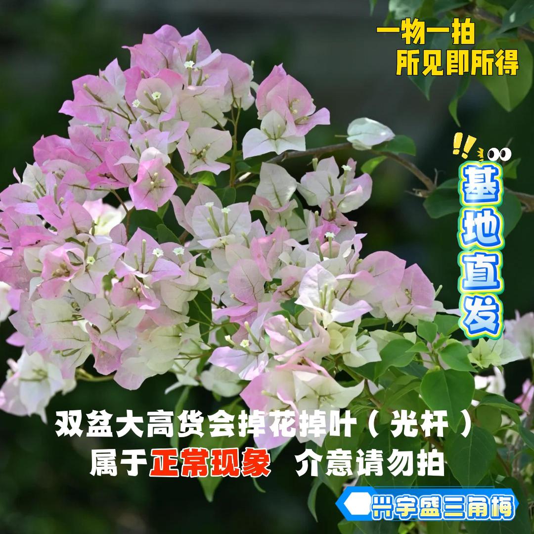 兴宇盛 【23双盆一物一拍会掉花落叶会成光杆介意勿拍】勤花三角梅