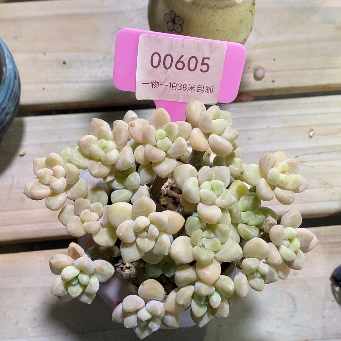 00605，哦图咯璐璐天一