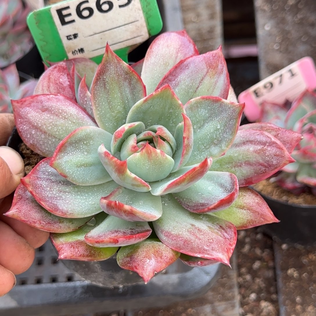 惊鸿一物一拍包装收缩花旱665