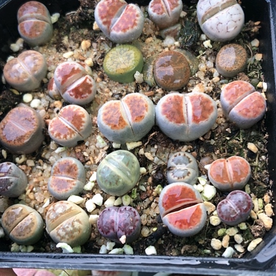 5555，10厘米盆带盆特价