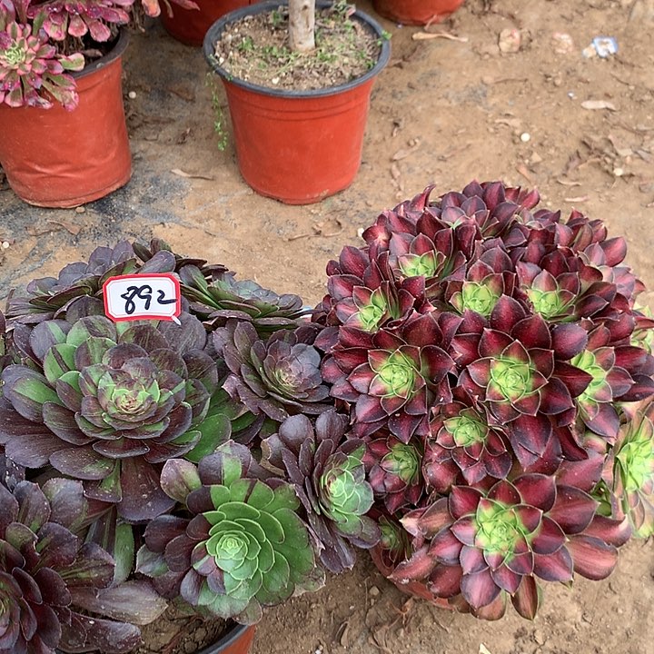 花月夜邵华组合892