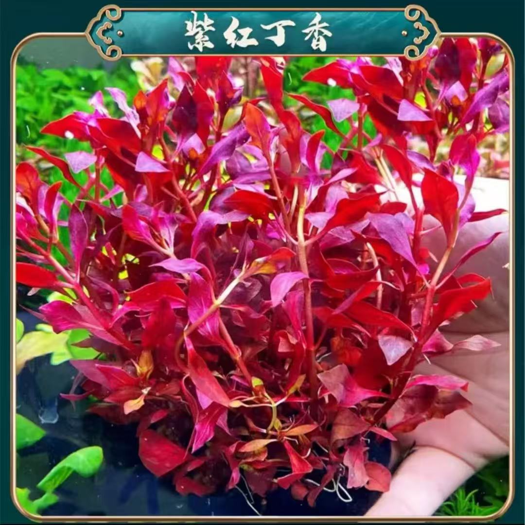 紫红丁香【水草造景缸必拍 新手好养 易发色】30天内养死包赔包售后