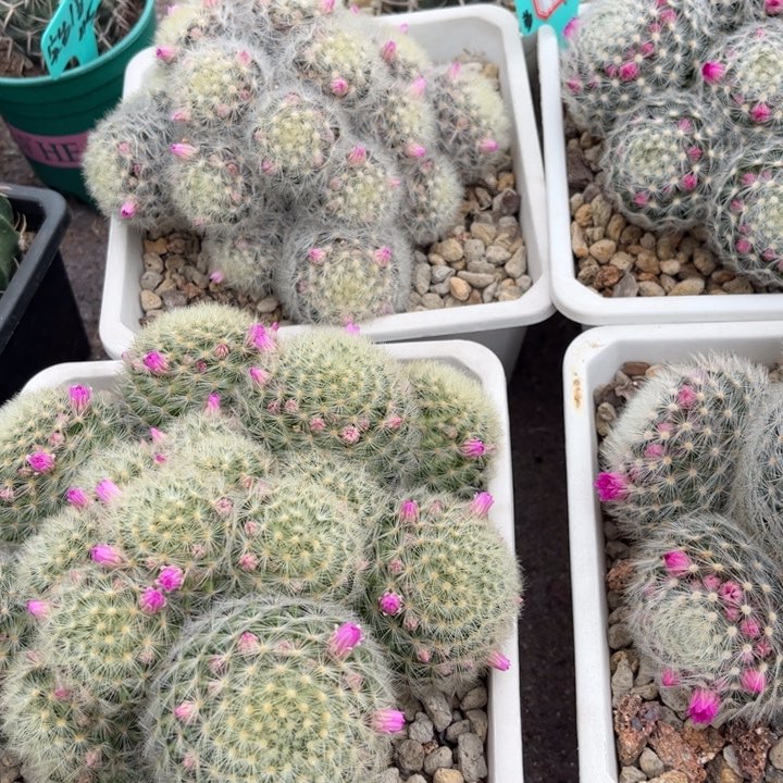 大群生刘氏乳突好养皮实