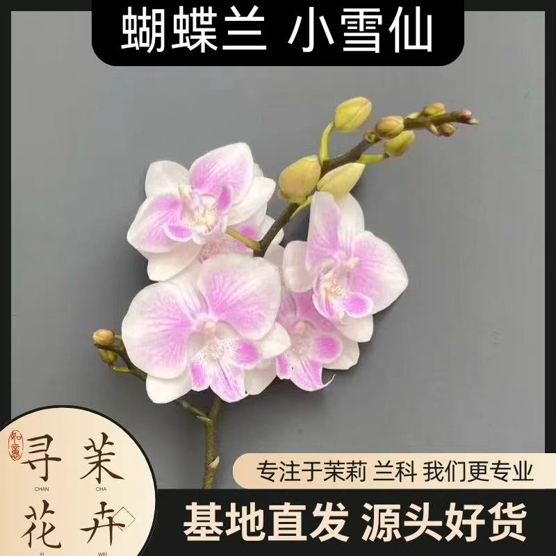 【蝴蝶兰 小雪仙】秋季好礼 基地直销 名贵淡雅 室内花卉带花发货