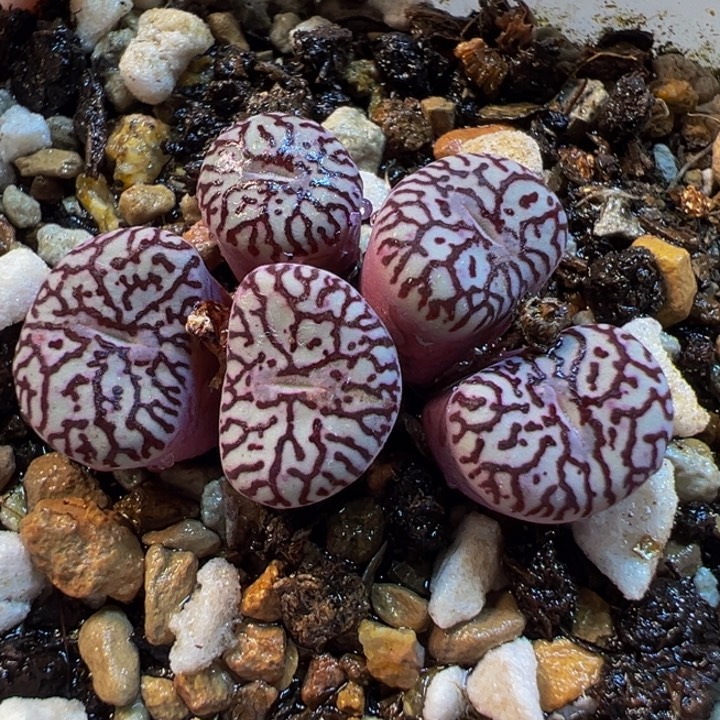 751多肉植物种类多样