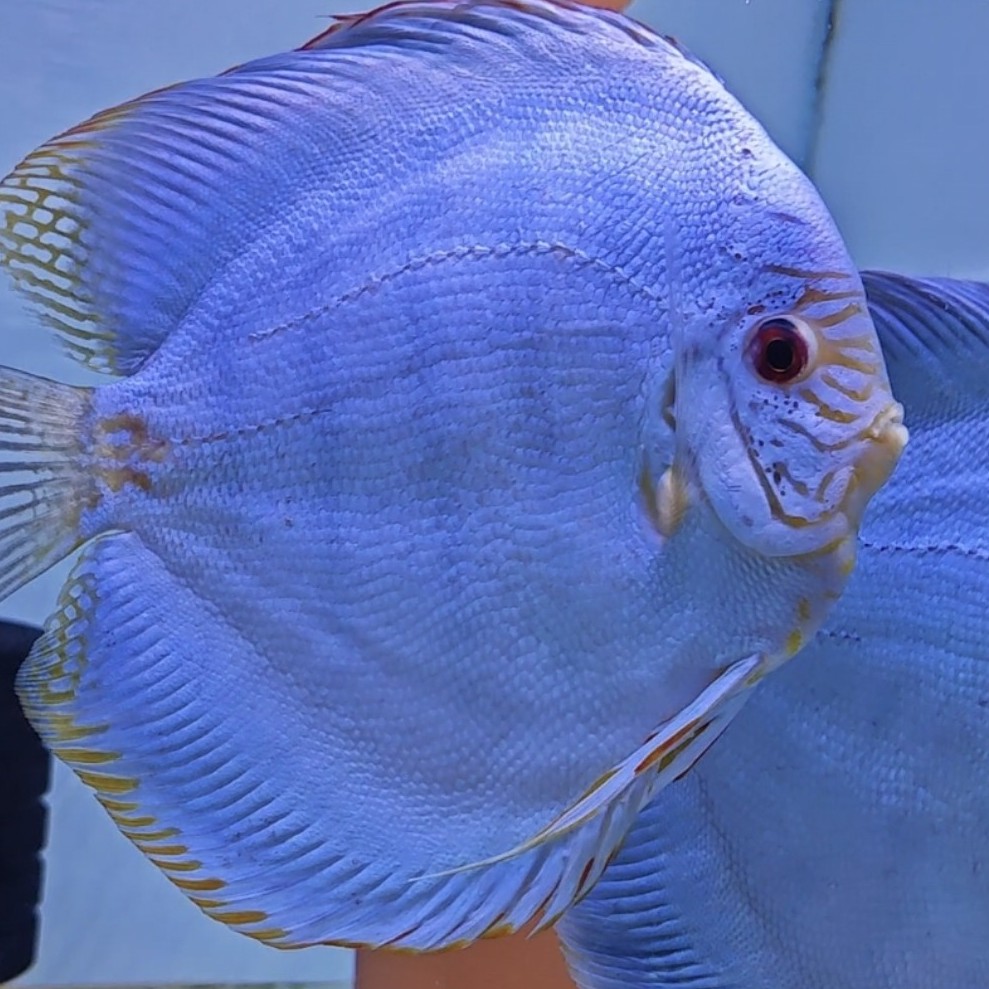 港版老虎狗两厘米鱼苗10条