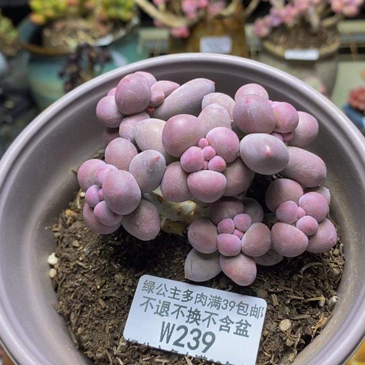 239香水手指奶多肉6c m