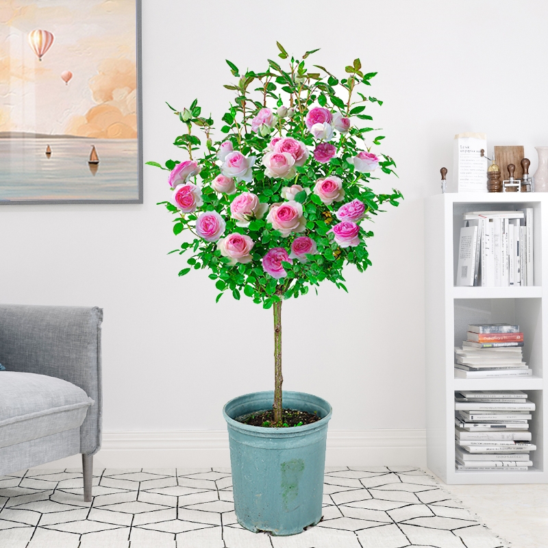 【粉色龙沙宝石棒棒糖】月季树桩大花浓香阳台盆栽地栽