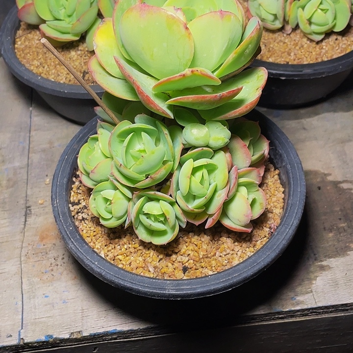 *****多肉植物发货碧桃