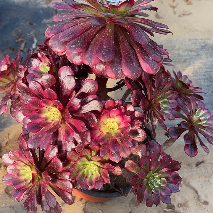 2.4-33美肌多肉植物